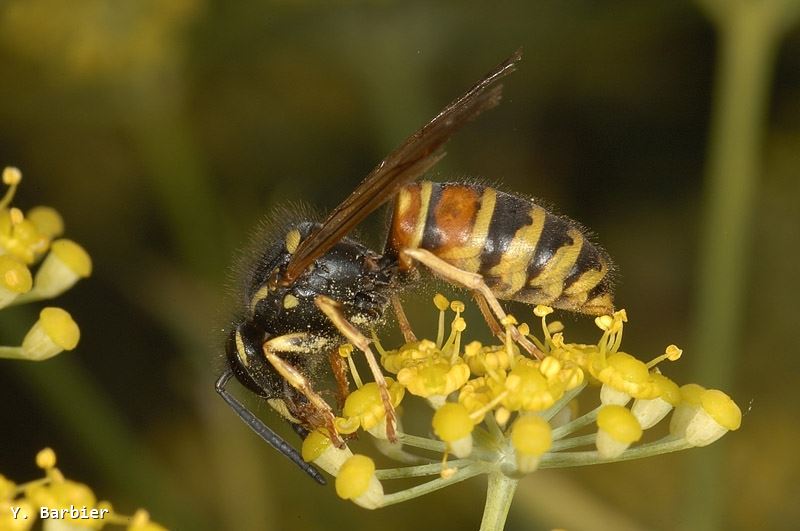 Vespula rufa