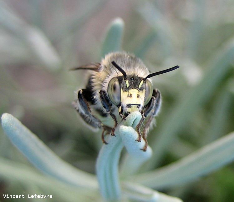 Anthophora quadrimaculata