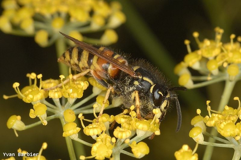 Vespula rufa