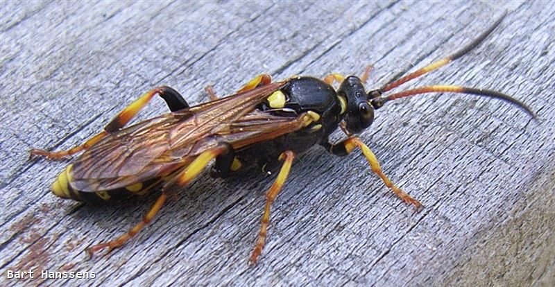 Ichneumon xanthorius FORSTER, 1771