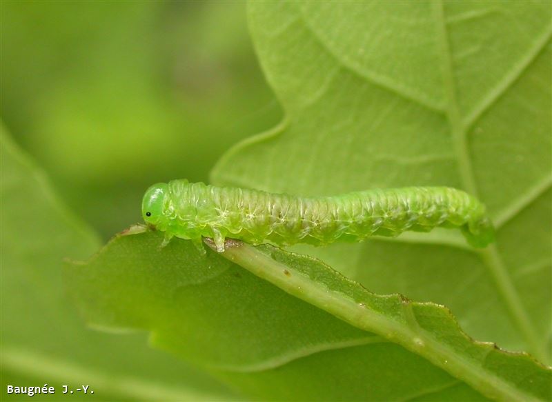 Mesoneura opaca