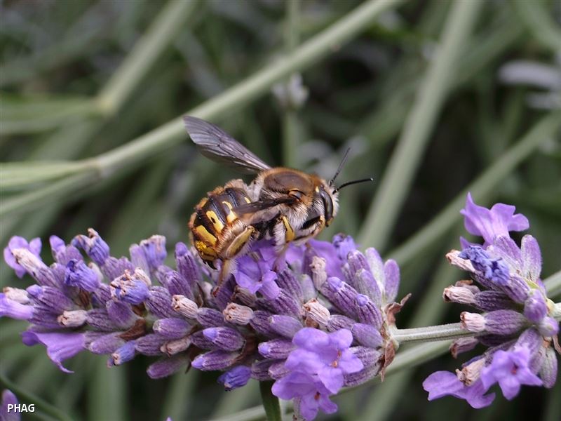 Anthidium sp.