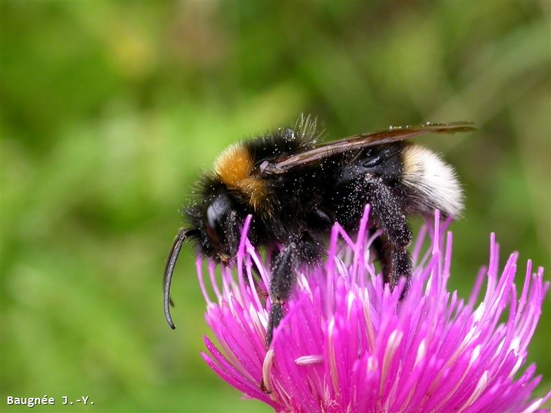 Bombus bohemicus