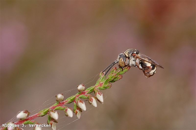 Epeolus cruciger