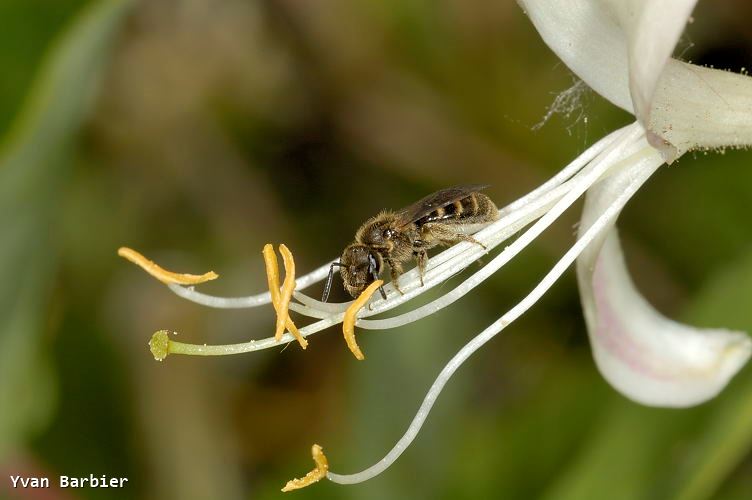 Lasioglossum calceatum