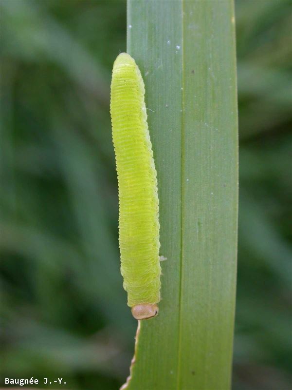 Brachythops flavens