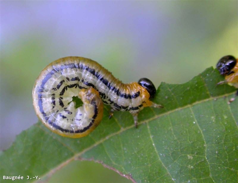 Hemichroa crocea