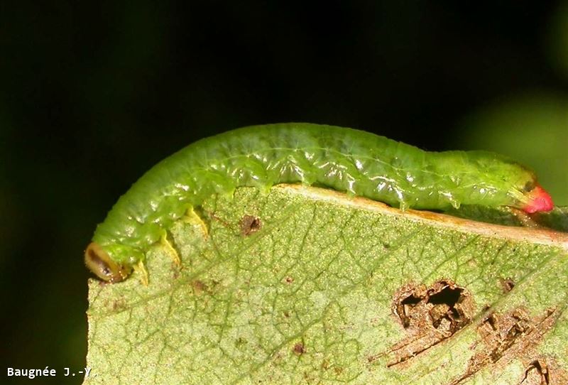 Pristiphora armata