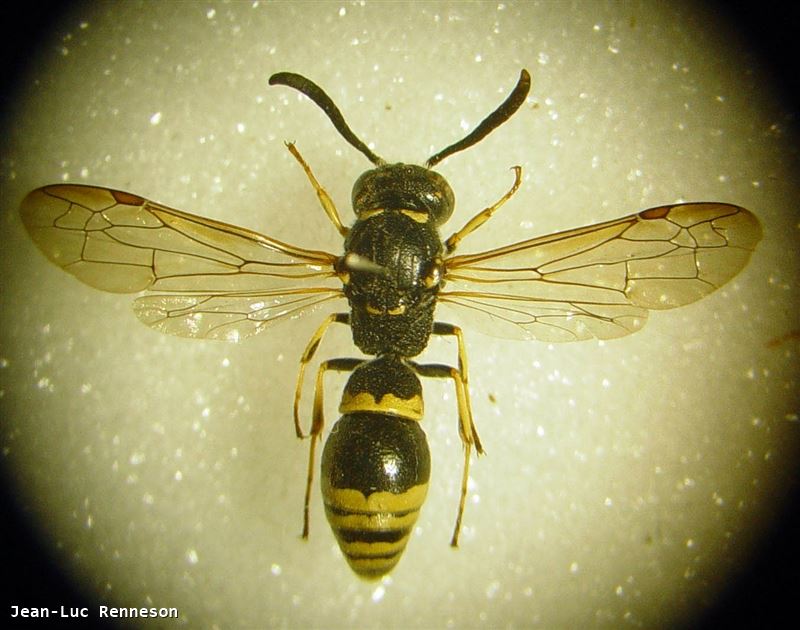 Symmorphus_gracilis_M.jpg