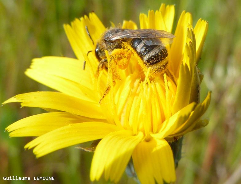 Lasioglossum leucozonium