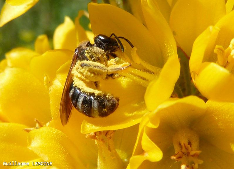 Lasioglossum zonulum