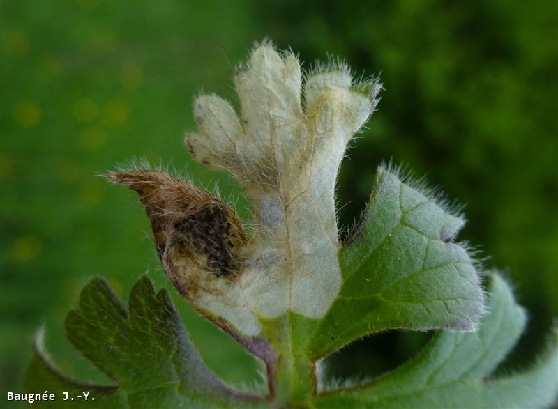 Pseudodineura fuscula