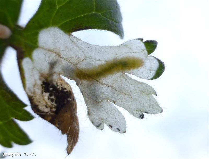 Pseudodineura fuscula