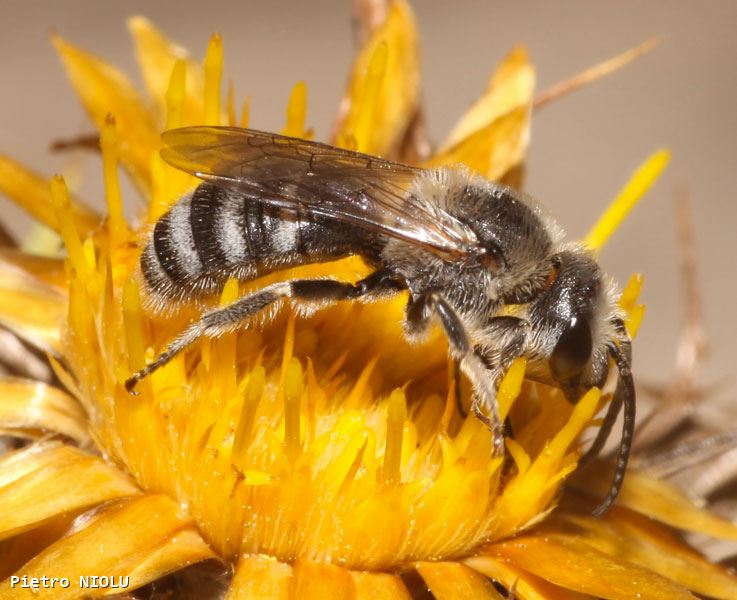 Lasioglossum albocinctum