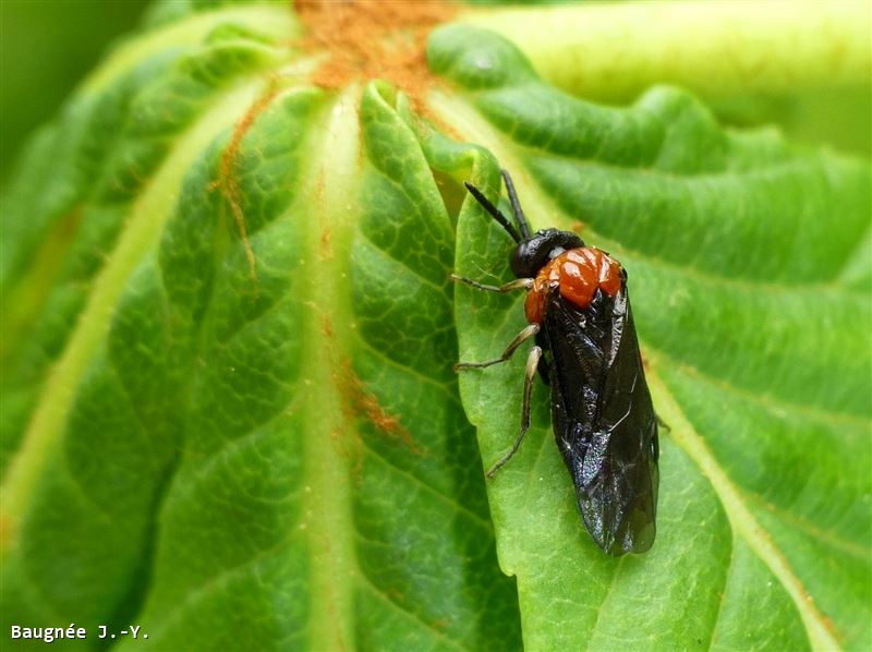 Eutomostethus ephippium