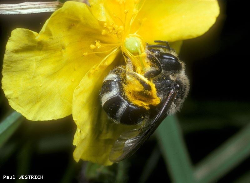 Lasioglossum albocinctum