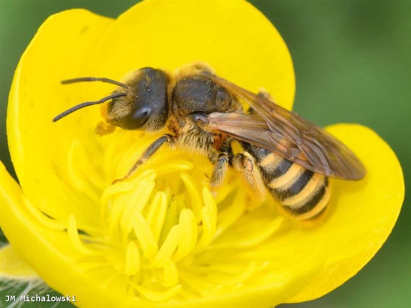 halictus scabiosae