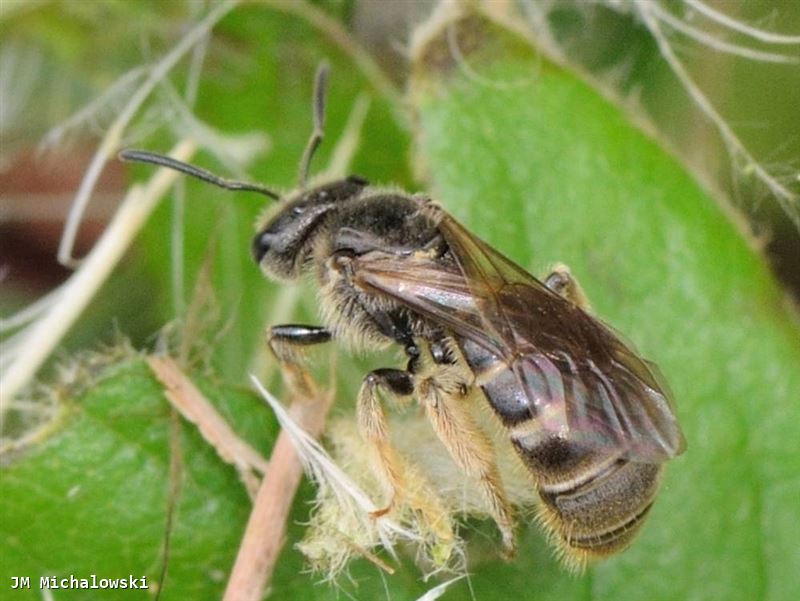 Lasioglossum marginatum