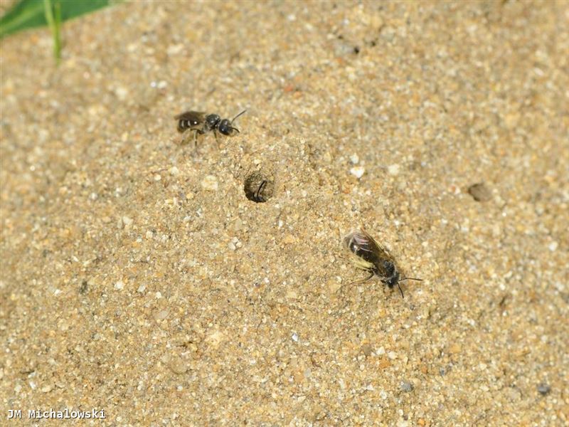 Lasioglossum marginatum