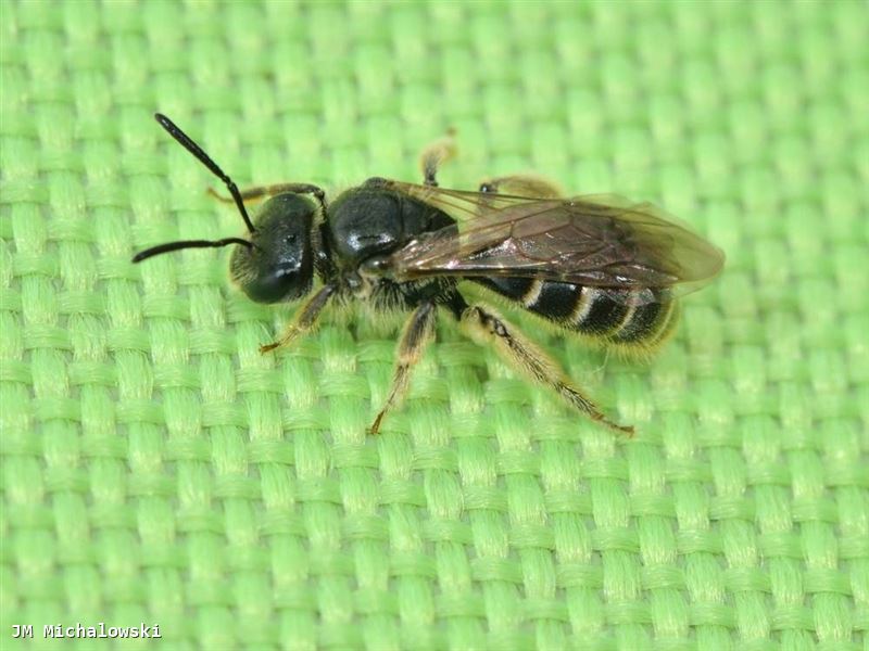 Lasioglossum marginatum