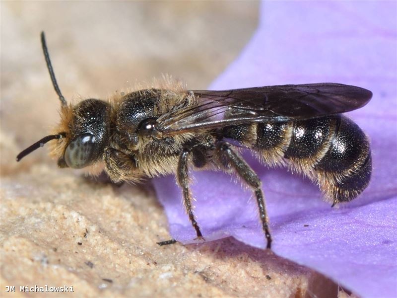 Chelostoma rapunculi