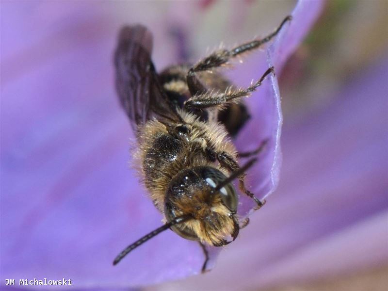 Chelostoma rapunculi