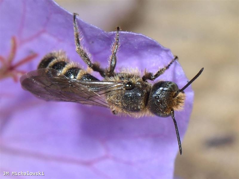 Chelostoma rapunculi