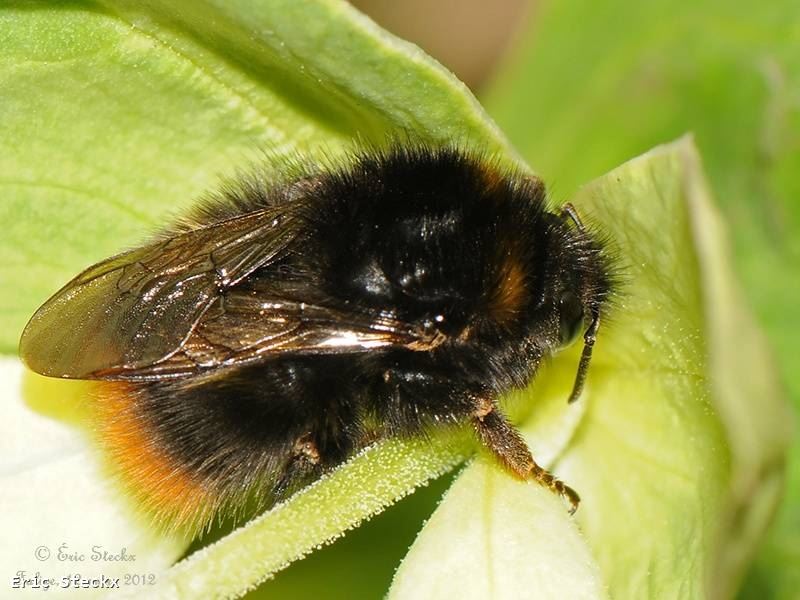 Bombus pratorum