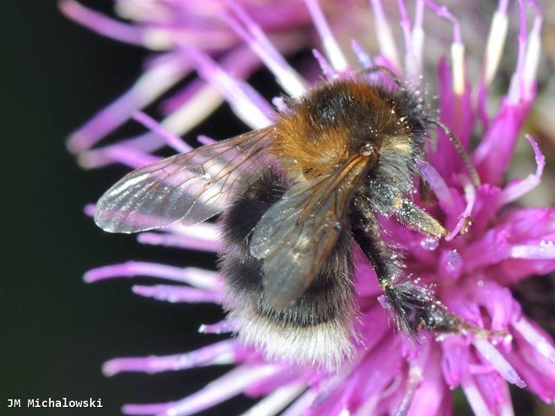 Bombus hypnorum