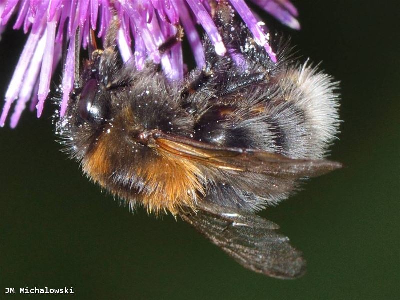 Bombus hypnorum