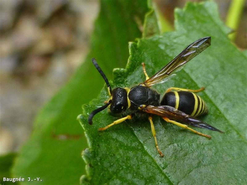 Ancistrocerus oviventris