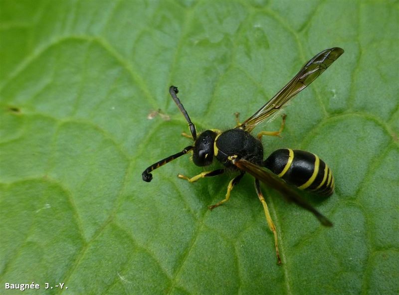 Odynerus spinipes