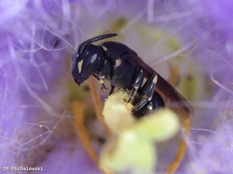 Hylaeus pectoralis