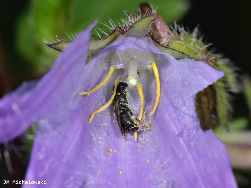 Hylaeus pectoralis