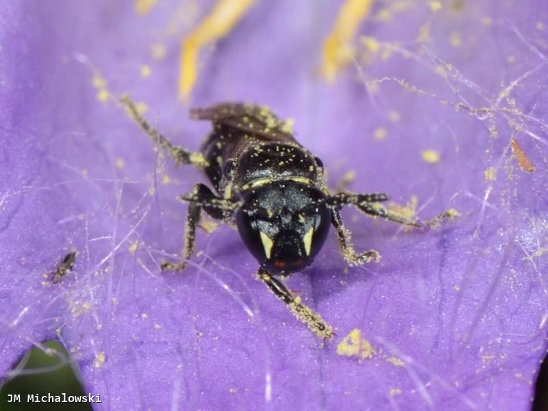 Hylaeus pectoralis