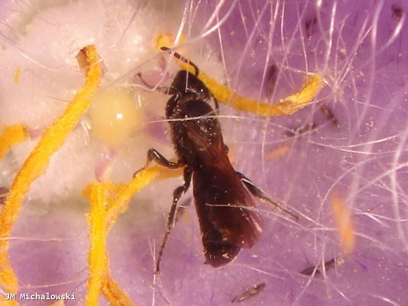 Chelostoma campanularum