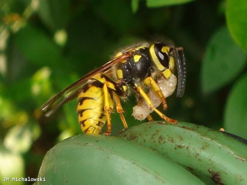 Vespula germanica