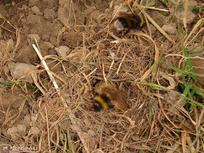 Bombus sp.