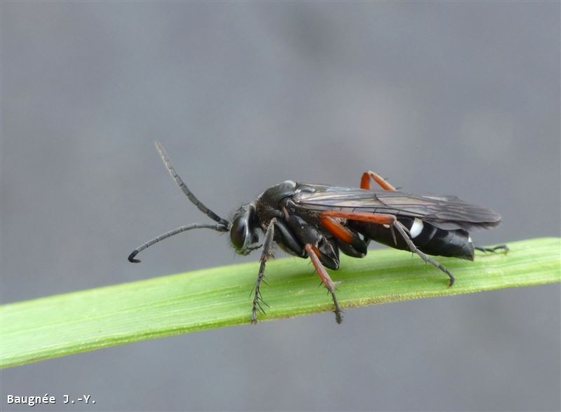 Episyron rufipes