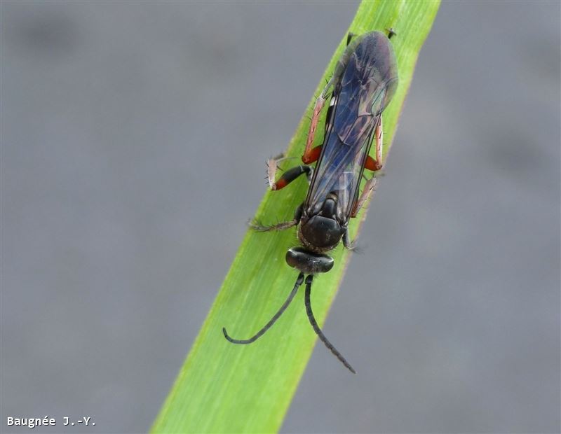 Episyron rufipes