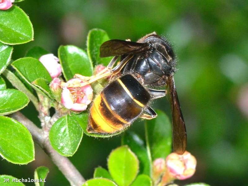 Vespa velutina