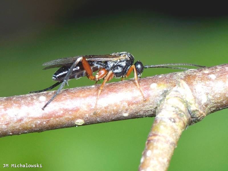 Enizemun ornatum