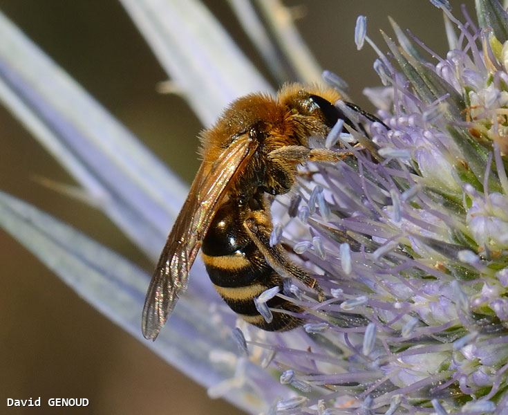 Lasioglossum subfasciatum