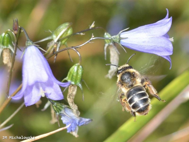 Melitta haemorrhoidalis