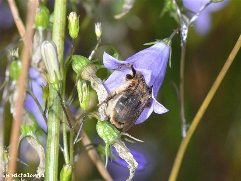 Melitta haemorrhoidalis