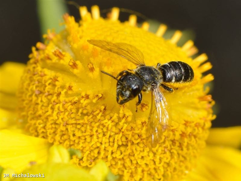 Heriades truncorum