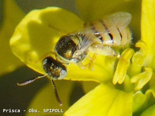 Nomioides facilis