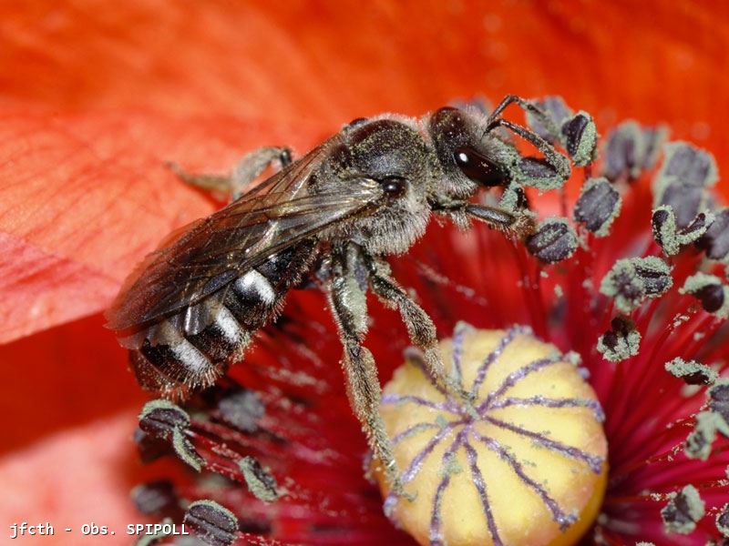 Lasioglossum sexnotatum