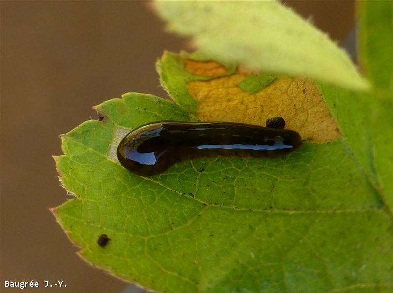 Caliroa cerasi