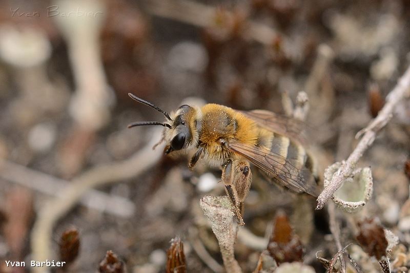 Andrena fuscipes